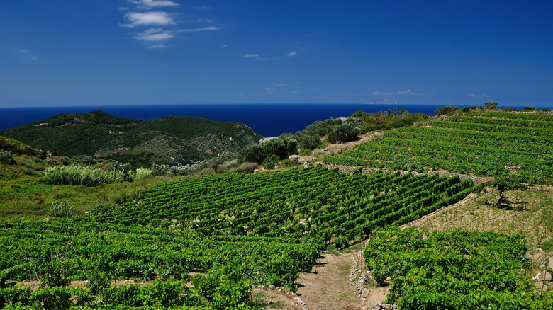 Un vignoble sur giglio