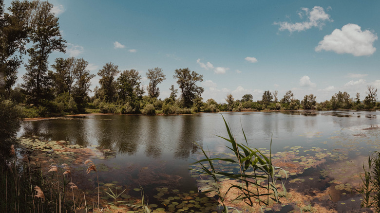 La beauté naturelle intacte de l'Amazonie de la biosphère européenne