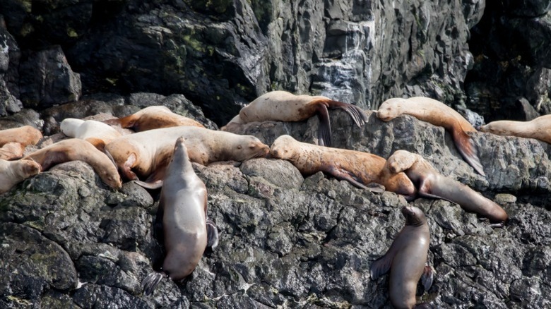 Sceau de fourrure sur les rochers de plage au Cape Conran Coastal Park