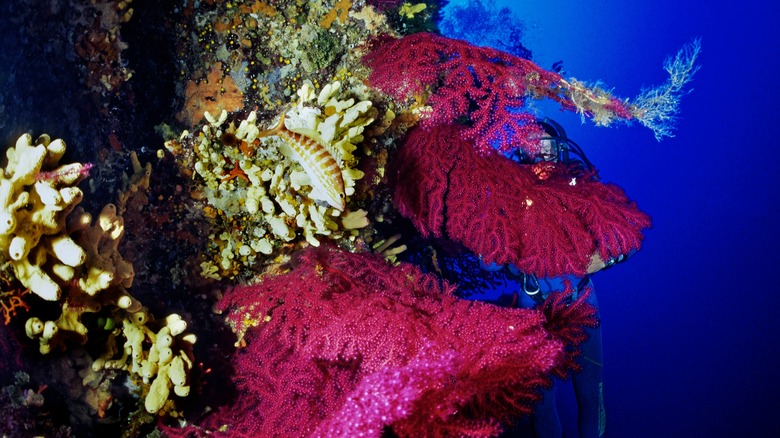 Plongée sous-marine dans l'archipel pontin italien au large des côtes entre Rome et Naples.