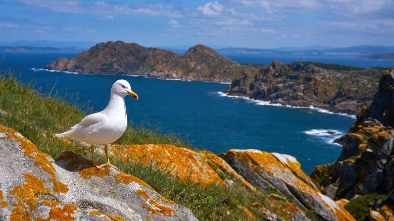 Seagull sur une montagne surplombant l'eau à Islas Cies