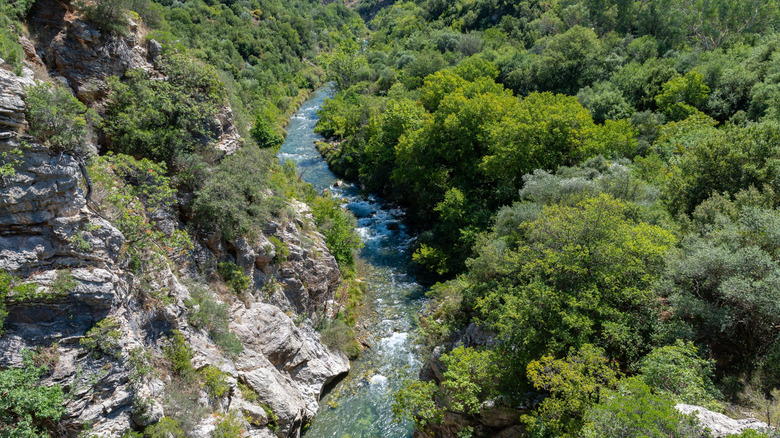 Rivière traversant une forêt verte luxuriante à Karytaina, dans la région d'Arcadia