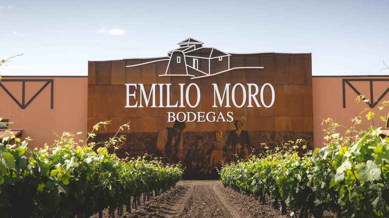 Vineyards à la cave Emilio Moro à Ribera del Duero, Espagne