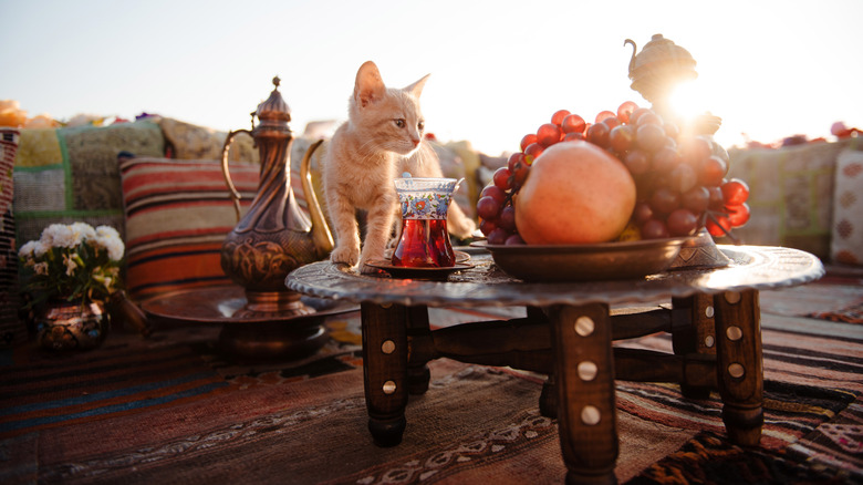 Un chat à Istanbul marchant sur la table avec des fruits frais et du thé chaud
