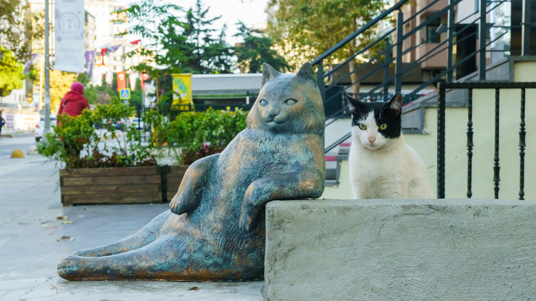Real Cat posant à côté du monument de Tombili Cat d'Istanbul dans le district de Kadikoy