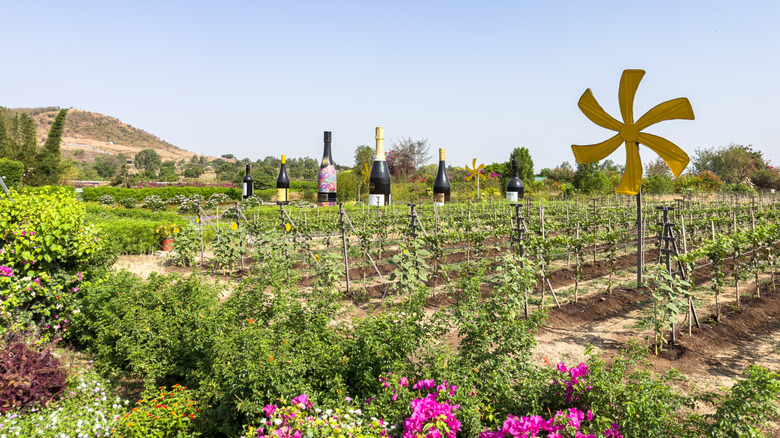 Viw des vignes de Vineyards Sula à Nashik