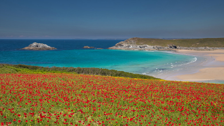 CRANTOCK COURTHERS COUVERTES DE POPPIES