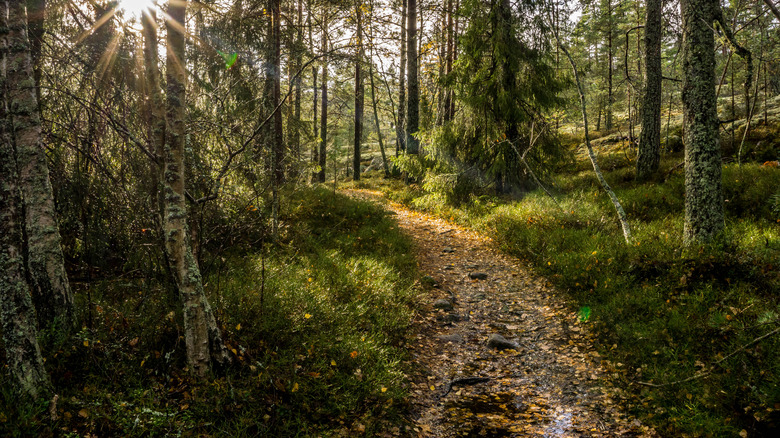 Un chemin mène à travers une forêt suédoise épaisse