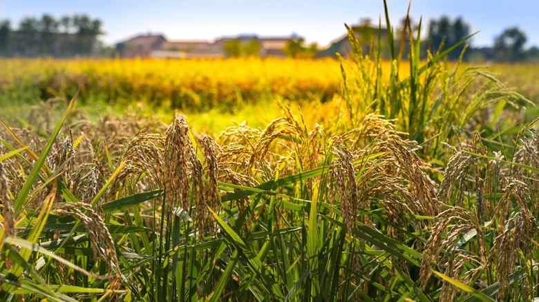 Champ de riz pavese en Lombardie