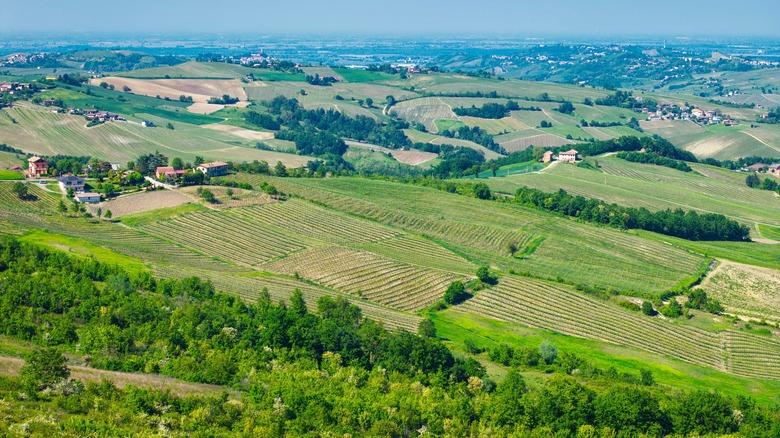 Olrepo Pavese Vineyards en Pavie, Italie