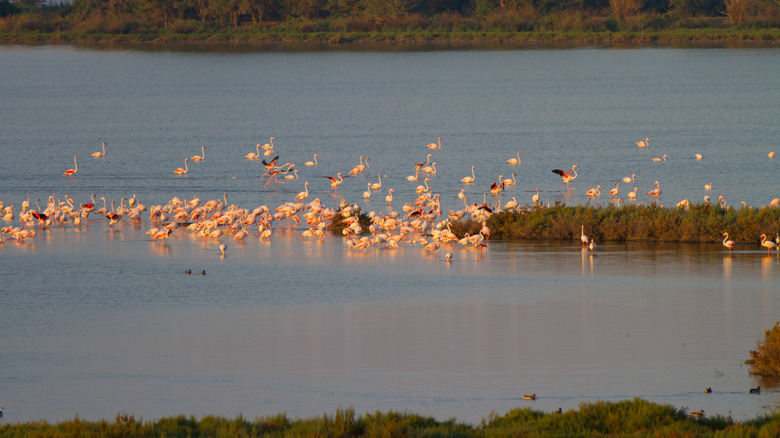 Flamingos rassemblant dans l'eau à Comacchio