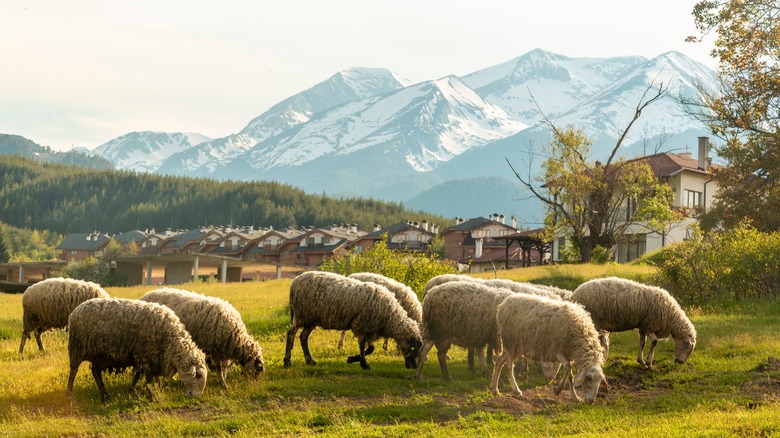 Plais de moutons dans un parc boisé, avec les montagnes de Pirin enneigées en arrière-plan, le sud-ouest de la Bulgarie