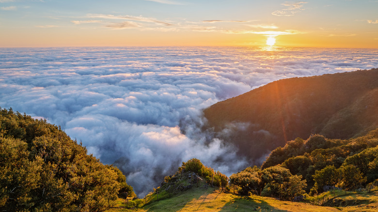 Sunrise sur la forêt, Vereda do Fanal, Madère