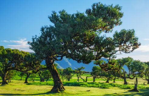 Une forêt de conte de fées enchantée se trouve enveloppée de brume et de mystère sur l'île de Madère du Portugal
