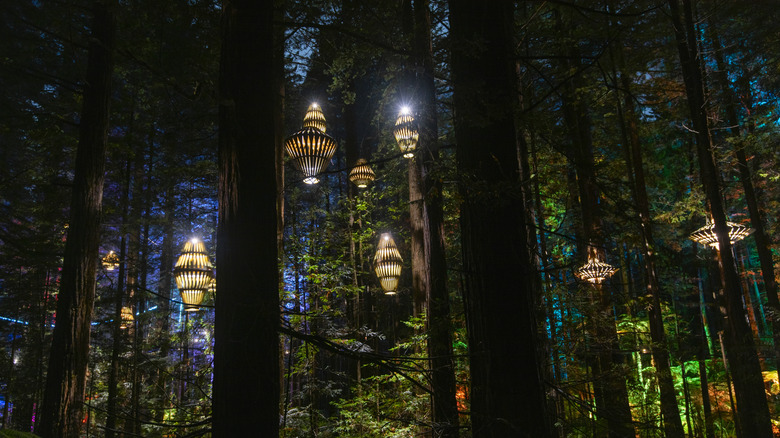 Les séquoias de Rotorua sont enflammés par des lanternes en bois ressemblant à des fées la nuit