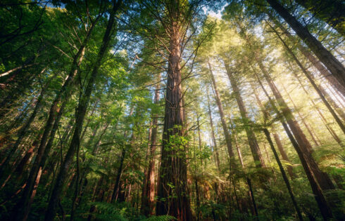 Un parc magique néo-zélandais avec des sentiers envoûtants est l'une des rares forêts de séquoias à l'extérieur de l'Amérique