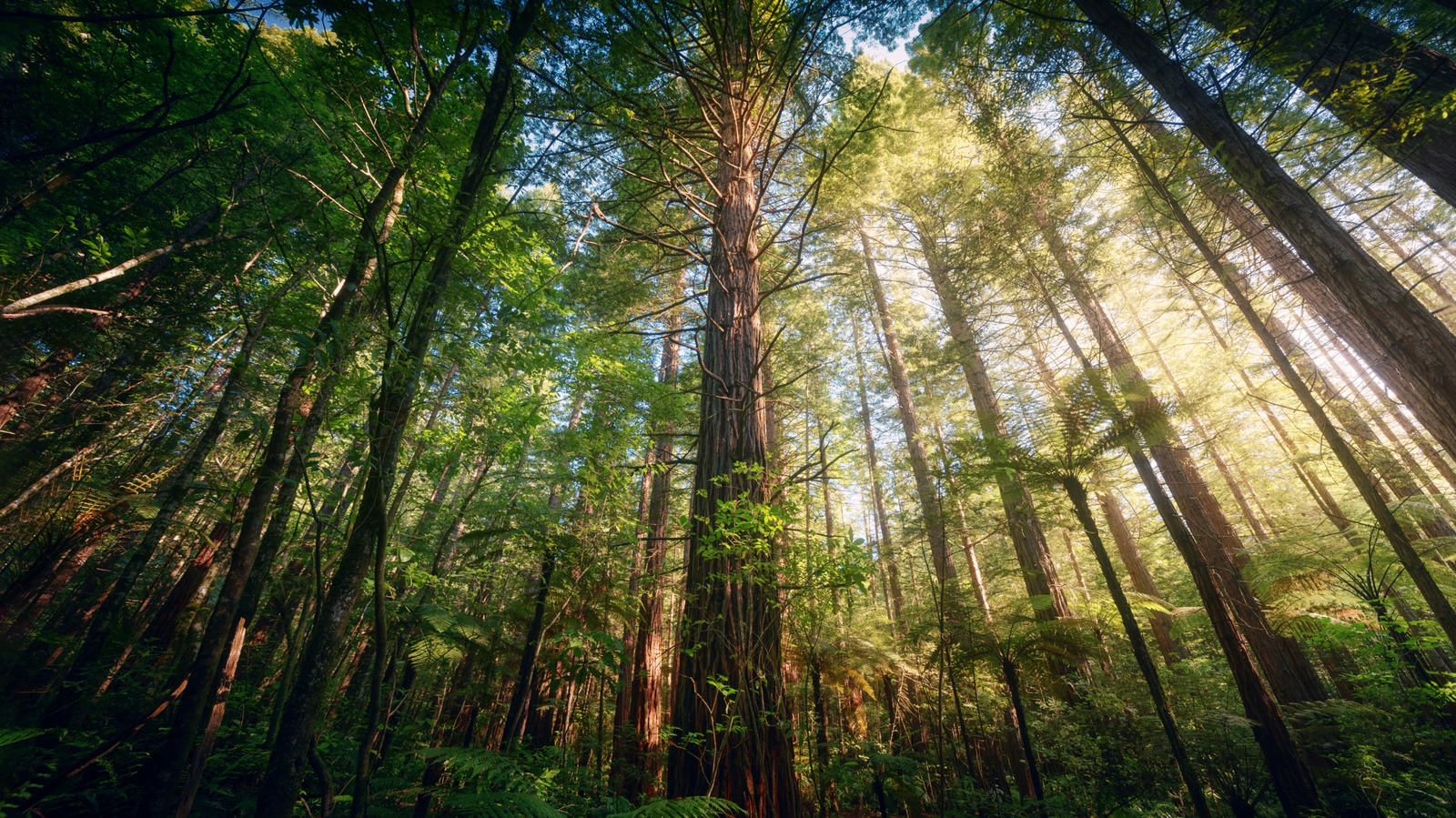 Un parc magique néo-zélandais avec des sentiers envoûtants est l'une des rares forêts de séquoias à l'extérieur de l'Amérique