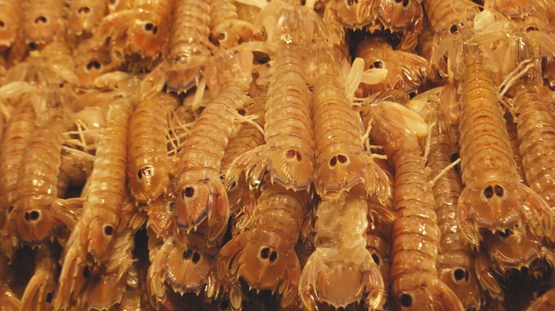 Crevettes de mante étrange mais savoureuses sur le marché aux poissons local de Venise