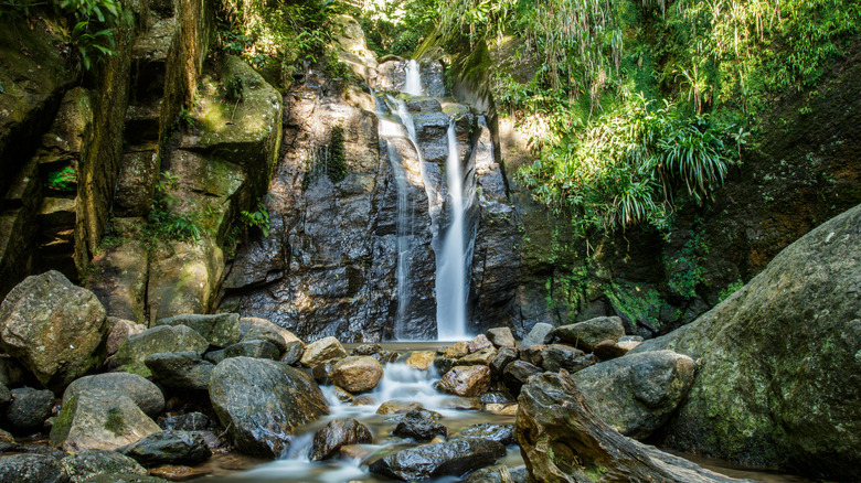 Une cascade coule sur un mur de calcaire dans le parc national de Tijuca