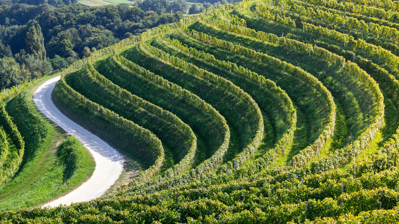 Le «Garden of Croatie» rêveur est une région sans touriste avec des vignobles roulants et des forteresses de conte de fées