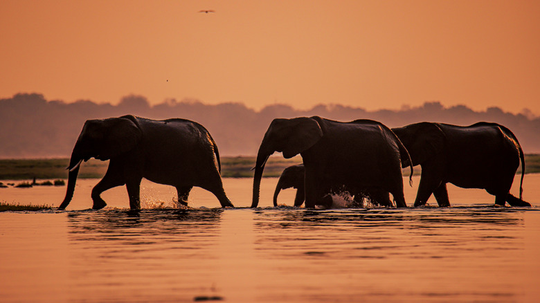 Un troupeau d'éléphants traversant la rivière Chobe dans le parc national de Chobe