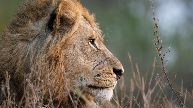 Un lion mâle dans le parc national de Chobe, Botswana