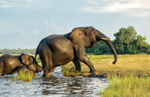 Ignorez le Kenya ou la Tanzanie pour un safari dans ce pays moins voyagé appelé «la capitale des éléphants du monde»