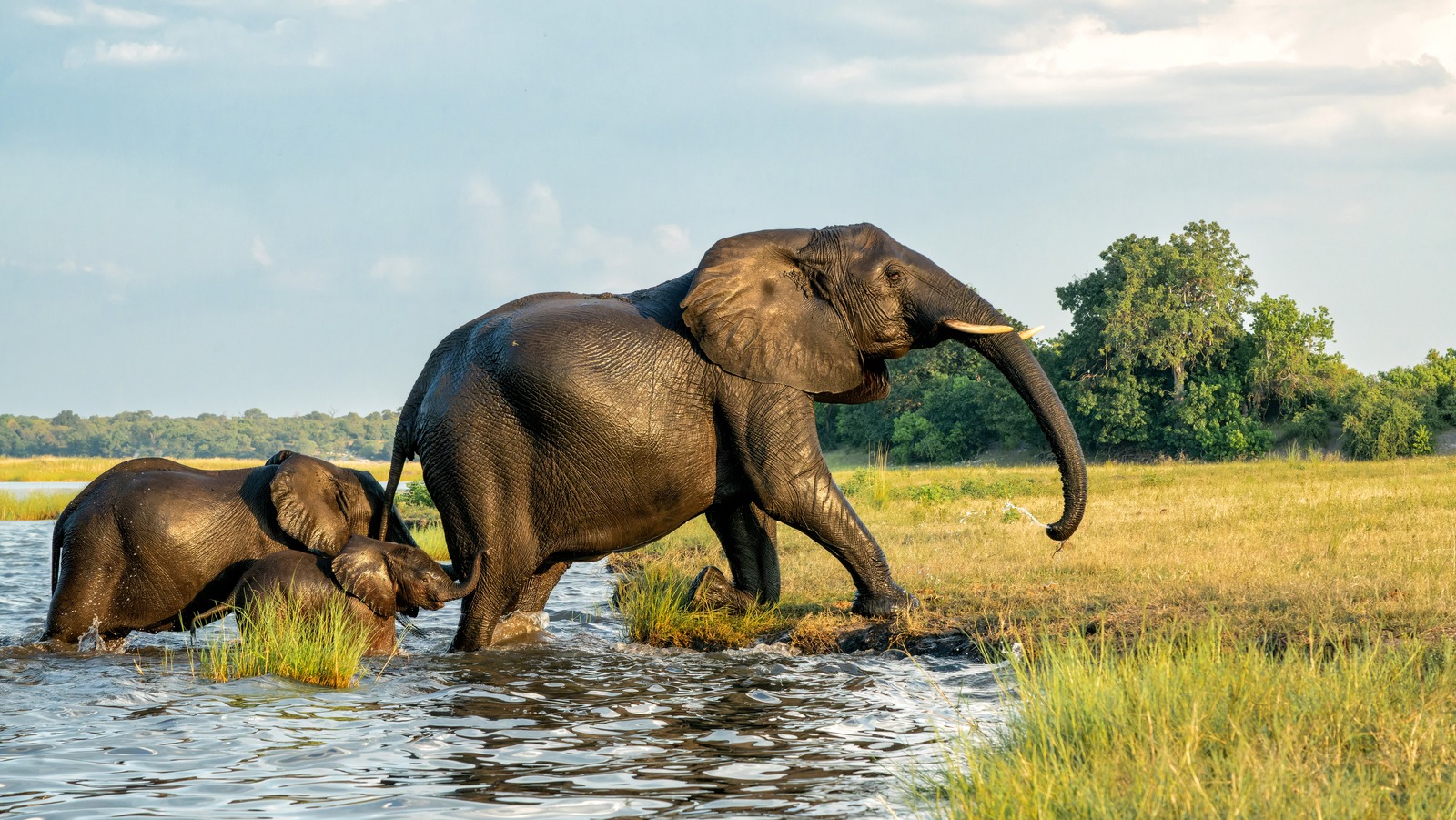 Ignorez le Kenya ou la Tanzanie pour un safari dans ce pays moins voyagé appelé «la capitale des éléphants du monde»
