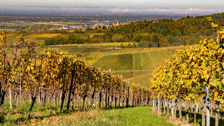 Varnhalt Vineyard près de Baden-Baden Allemagne