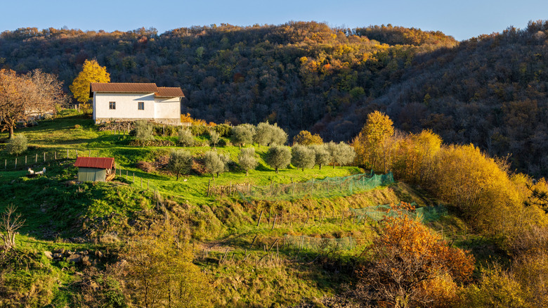 Une ferme parmi les collines vertes roulantes à Breg, Brda, Slovénie