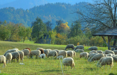 Les restaurants agricoles les plus charmants de Slovénie offrent une expérience rustique et traditionnelle au milieu de paysages époustouflants