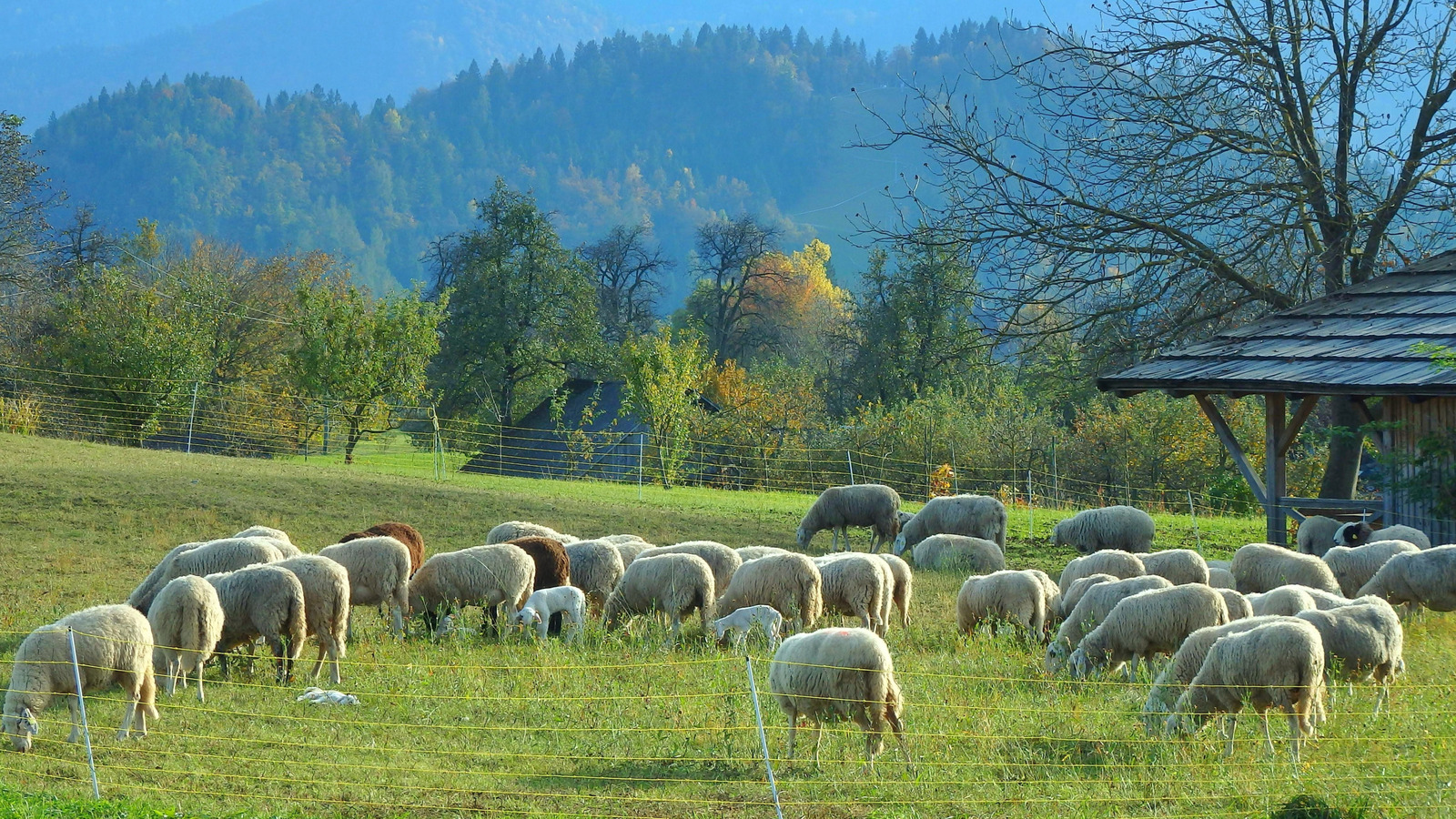 Les restaurants agricoles les plus charmants de Slovénie offrent une expérience rustique et traditionnelle au milieu de paysages époustouflants
