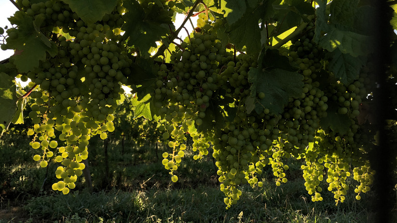 Vignoble luxuriant avec des raisins mûrs suspendus à des branches vertes près d'Esposende