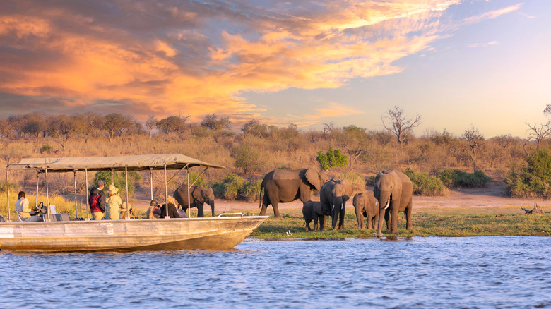Les touristes d'un bateau observent des éléphants le long de la rivière de la rivière Chobe dans le parc national de Chobe, Botswana.