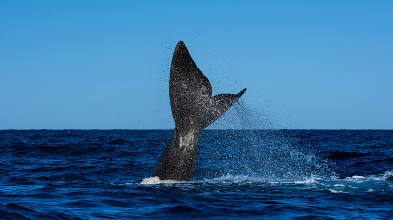 Baleine du sud à droite dans la péninsule