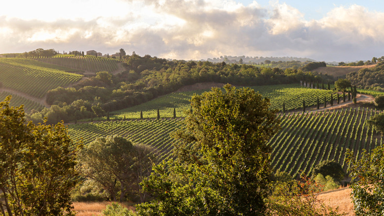 Un vignoble à Montepulciano, Val d'Orcia