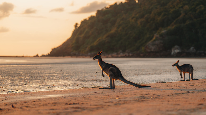 Kangourous à Cape Hillsborough, Mackay