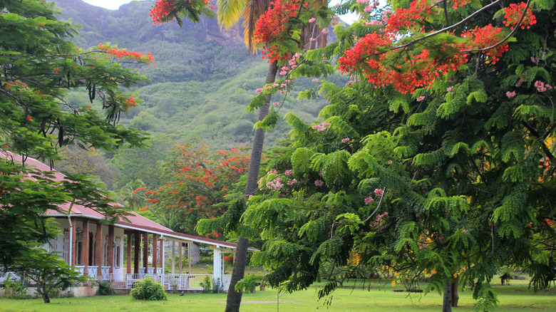 Maison vue à travers des arbres luxuriants soutenus par des montagnes sur Nuku Hiva.