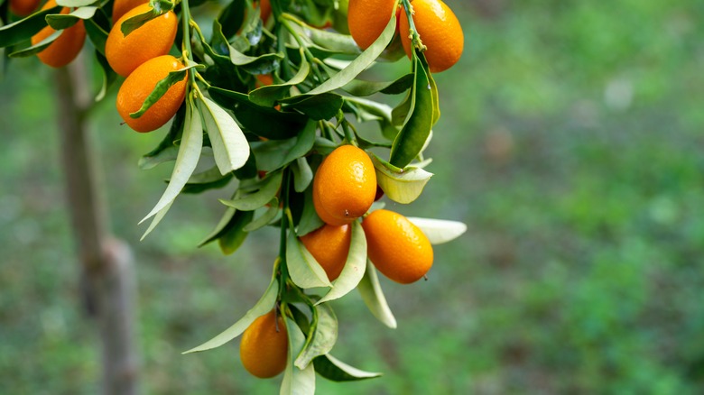Branche de Kumquat avec des fruits orange et des feuilles vertes