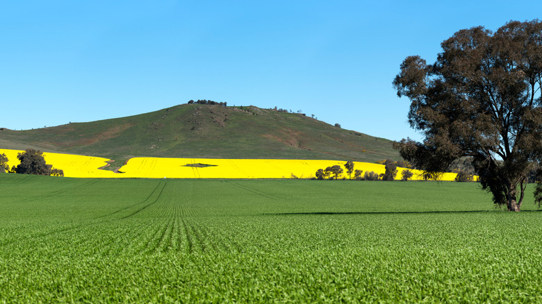 Champ de canola au printemps près de Dookie, Victoria