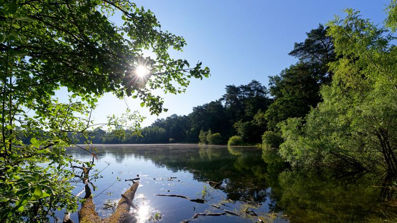 Un étang serein dans la forêt de compiègne