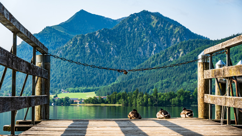 Des canards assis sur un quai en sortant du lac Schliersee et des montagnes