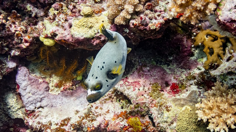 Poisson en récif arc-en-ciel, Tavuni, Fidji