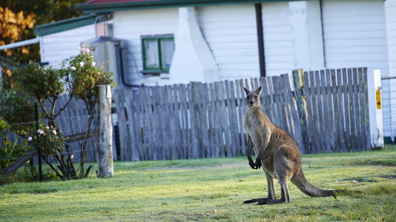 Un kangourou repéré à Mallacoota