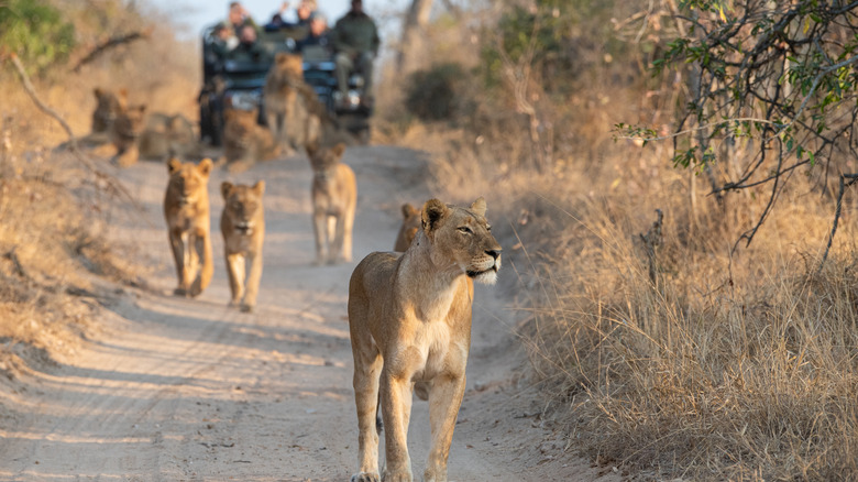 Touristes en safari en Afrique à la suite d'un groupe de lions