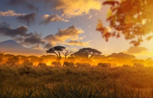 Le meilleur moment pour Safari n'est peut-être pas quand vous pensez (et cela pourrait vous faire économiser des milliers)