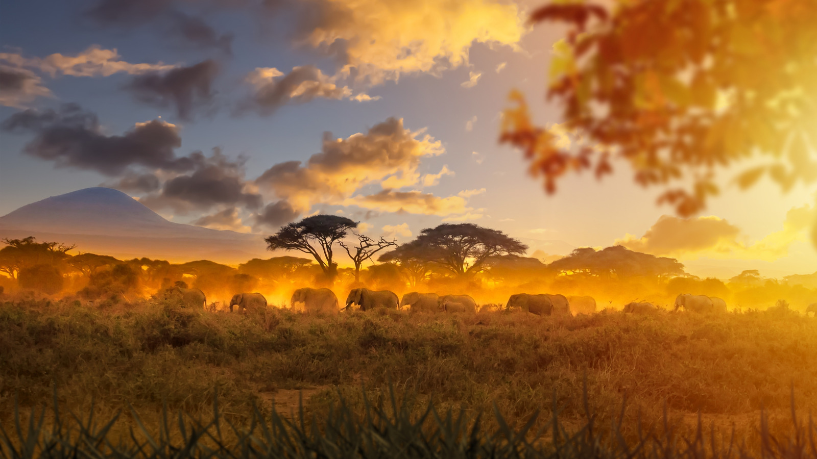 Le meilleur moment pour Safari n'est peut-être pas quand vous pensez (et cela pourrait vous faire économiser des milliers)