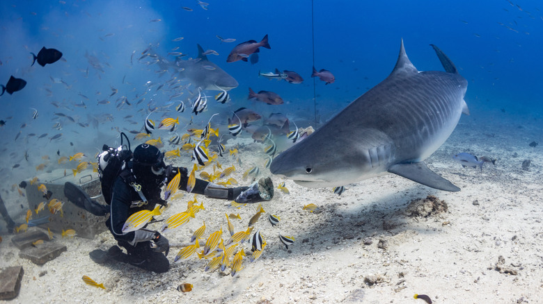 un plongeur alimentant un appât de requin tigre dans le lagon Beqa