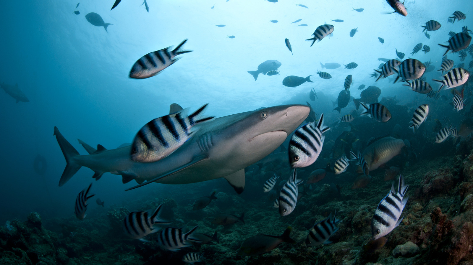Cette destination de l'île cristalline aux Fidji a été nommée la meilleure place au monde pour plonger avec des requins