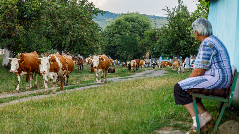 Femme qui regarde des vaches en viscri, en Roumanie